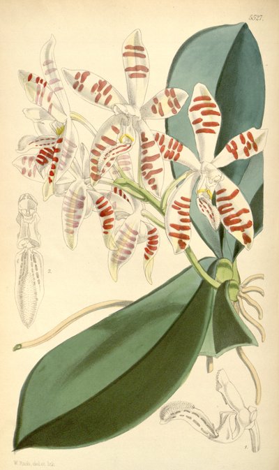 Illustration von Phalaenopsis sumatrana von Walter Hood Fitch